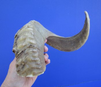 23 inches African Merino Ram, Sheep Horn  for $26.99