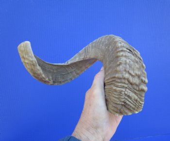 19 inches African Merino Ram, Sheep Horn  for $19.99