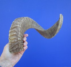 22-1/2 inches Afric...