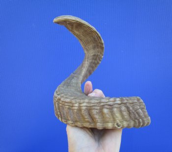 22-1/2 inches African Merino Ram, Sheep Horn  for $19.99