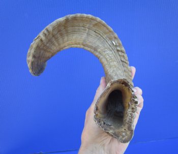 22-1/2 inches African Merino Ram, Sheep Horn  for $19.99