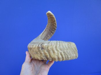 21-1/4 inches African Merino Ram, Sheep Horn  for $19.99