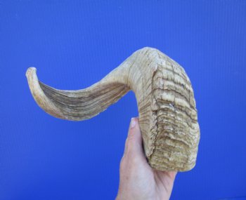 22 inches African Merino Ram, Sheep Horn  for $19.99