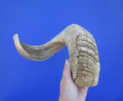 22 inches African M...