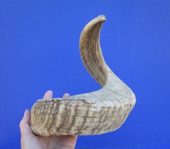 22 inches African Merino Ram, Sheep Horn  for $19.99