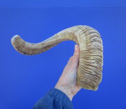 21-3/4 inches Afric...