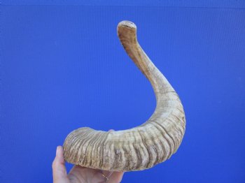 21-3/4 inches African Merino Ram, Sheep Horn  for $19.99