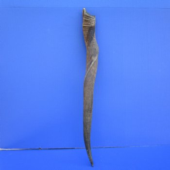 26-3/4 inches Natural Female Cow Eland Horn for Sale (24-1/2" Straight) - Buy this one for $31.99