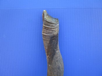 26-3/4 inches Natural Female Cow Eland Horn for Sale (24-1/2" Straight) - Buy this one for $31.99
