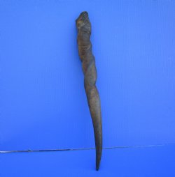 23-1/4 inches Natural Female Cow Eland Horn for Sale (20-1/4" Straight) - Buy this one for $31.99