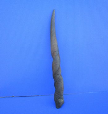 23-1/4 inches Natural Female Cow Eland Horn for Sale (20-1/4" Straight) - Buy this one for $31.99