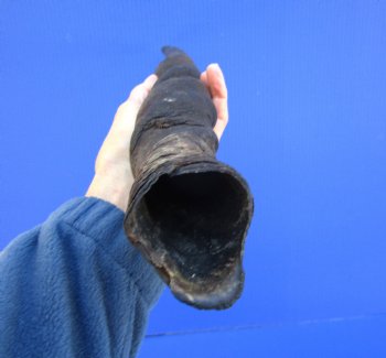 23-1/4 inches Natural Female Cow Eland Horn for Sale (20-1/4" Straight) - Buy this one for $31.99