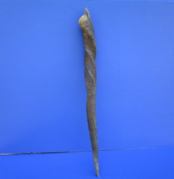 25-3/4 inches Natural Female Cow Eland Horn for Sale (23-1/2" Straight) - Buy this one for $31.99