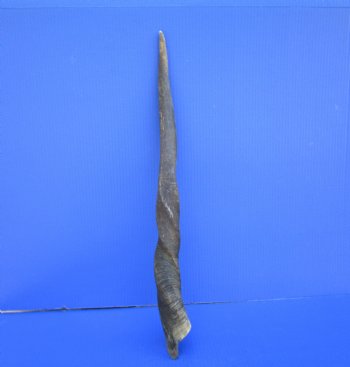 25-3/4 inches Natural Female Cow Eland Horn for Sale (23-1/2" Straight) - Buy this one for $31.99