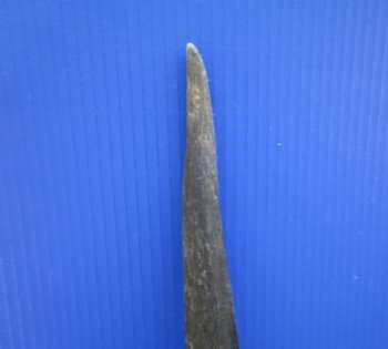 25-3/4 inches Natural Female Cow Eland Horn for Sale (23-1/2" Straight) - Buy this one for $31.99
