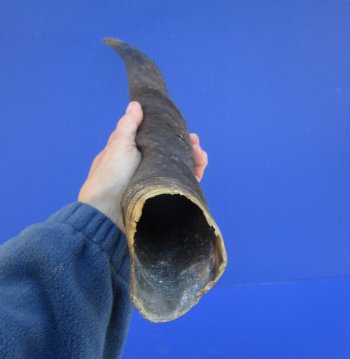 25-3/4 inches Natural Female Cow Eland Horn for Sale (23-1/2" Straight) - Buy this one for $31.99