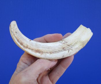 7-1/4 inches African Warthog Tusk, <font color=red> 5-3/4 inches Solid </font> for $19.99