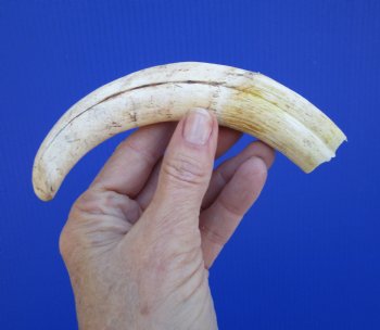 7-1/4 inches African Warthog Tusk, <font color=red> 5-3/4 inches Solid </font> for $19.99