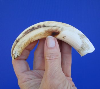 6-1/4 inches African Warthog Tusk, <font color=red> 4-1/4 inches Solid </font> for $19.99