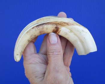 7-1/4 inches African Warthog Tusk, <font color=red> 4-3/4 inches Solid </font> for $19.99