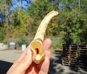 7-1/4 inches African Warthog Tusk, <font color=red> 4-3/4 inches Solid </font> for $19.99