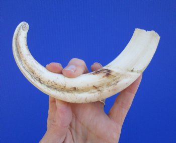 9 inches Authentic Warthog Tusk, 3.6 ounces, <font color=red> 7-1/4 Inches Solid</font> - Buy this one for $44.99