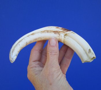 9 inches Authentic Warthog Tusk, 3.6 ounces, <font color=red> 7-1/4 Inches Solid</font> - Buy this one for $44.99