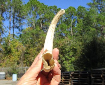 9 inches Authentic Warthog Tusk, 3.6 ounces, <font color=red> 7-1/4 Inches Solid</font> - Buy this one for $44.99