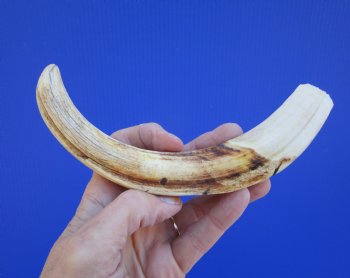 9 inches Authentic Warthog Tusk, 4.6 ounces, <font color=red> 7-1/2 Inches Solid</font> - Buy this one for $44.99