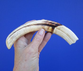 9 inches Authentic Warthog Tusk, 4.6 ounces, <font color=red> 7-1/2 Inches Solid</font> - Buy this one for $44.99