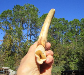 9 inches Authentic Warthog Tusk, 4.6 ounces, <font color=red> 7-1/2 Inches Solid</font> - Buy this one for $44.99