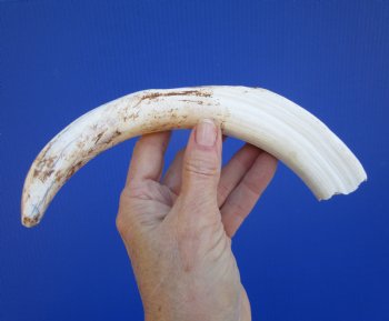 10-1/2 inches Large Warthog Tusk (<font color=red>7-3/4 inches Solid</font>) for $59.99