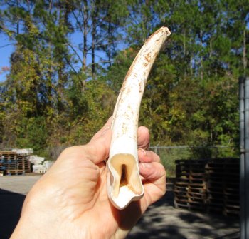 10-1/2 inches Large Warthog Tusk (<font color=red>7-3/4 inches Solid</font>) for $59.99