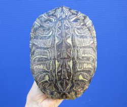 7-3/4 by 6 inches Red Eared Slider Turtle Shell - Buy this one for $23.99
