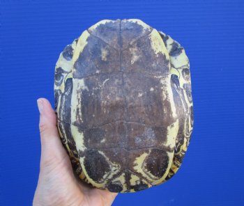 7-3/4 by 6 inches Red Eared Slider Turtle Shell - Buy this one for $23.99