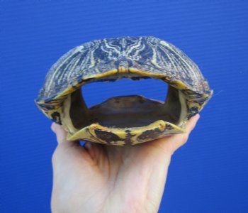 7-3/4 by 6 inches Red Eared Slider Turtle Shell - Buy this one for $23.99