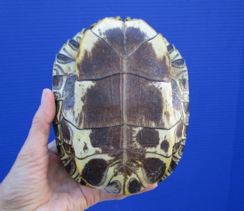 7-1/8 by 5-1/2 inches Red Eared Slider Turtle Shell - Buy this one for $23.99