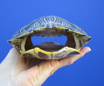 7-1/8 by 5-1/2 inches Red Eared Slider Turtle Shell - Buy this one for $23.99