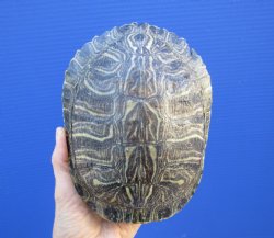 7-1/8 by 5-1/2 inches Red Eared Slider Turtle Shell - Buy this one for $23.99