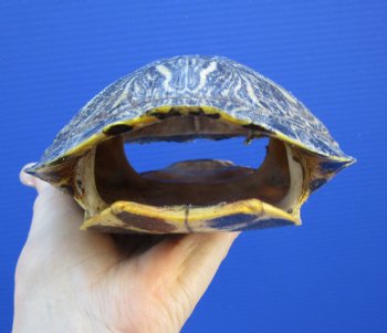 7-1/8 by 5-1/2 inches Red Eared Slider Turtle Shell - Buy this one for $23.99