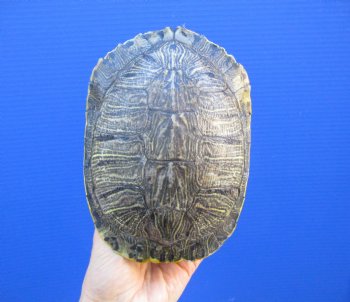 7-1/4 by 5-1/4 inches Red Eared Slider Turtle Shell - Buy this one for $23.99