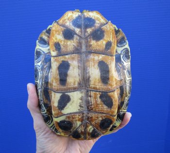 7-1/4 by 5-1/4 inches Red Eared Slider Turtle Shell - Buy this one for $23.99