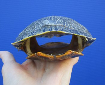 7-1/4 by 5-1/4 inches Red Eared Slider Turtle Shell - Buy this one for $23.99