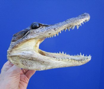 7-1/4 inches Small Taxidermy Alligator Head Souvenir - Buy this one for $14.99