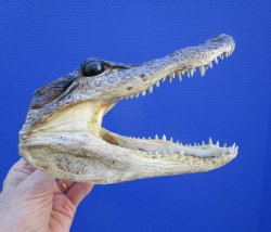 7-1/4 inches Small Taxidermy Alligator Head Souvenir - Buy this one for $14.99
