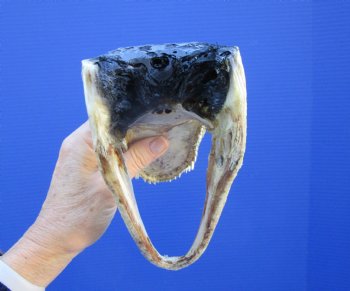 7-1/4 inches Small Taxidermy Alligator Head Souvenir - Buy this one for $14.99