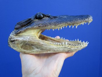 7-1/4 inches Small Taxidermy Alligator Head Souvenir - Buy this one for $14.99