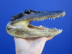 7-1/4 inches Small Taxidermy Alligator Head Souvenir - Buy this one for $14.99