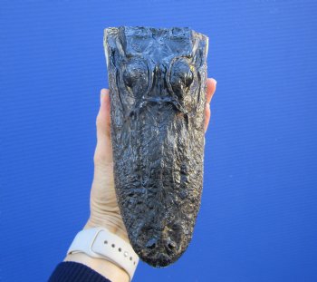 7-1/4 inches Small Taxidermy Alligator Head Souvenir - Buy this one for $14.99
