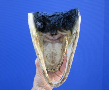 7-1/4 inches Small Taxidermy Alligator Head Souvenir - Buy this one for $14.99